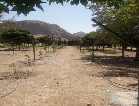 ایجاد باغ انگور به روش نوین