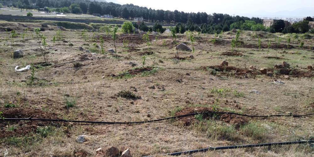 ایجاد باغ میوه در پردیس طاق بستان