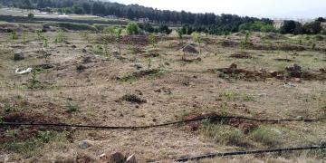 ایجاد باغ میوه در پردیس طاق بستان