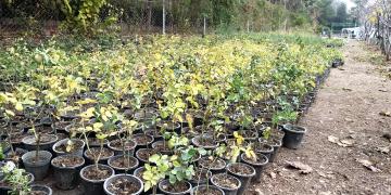 تولیدات چشمگیر گلخانه پردیس طاق بستان